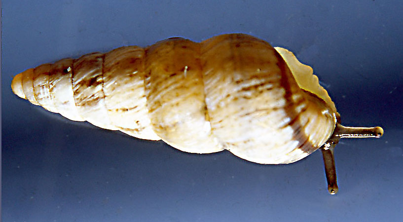 Cochlicella acuta